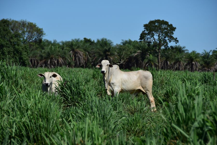 Imagem do artigo sobre a importância de uma boa forrageira para a sustentabilidade da pecuária brasileira