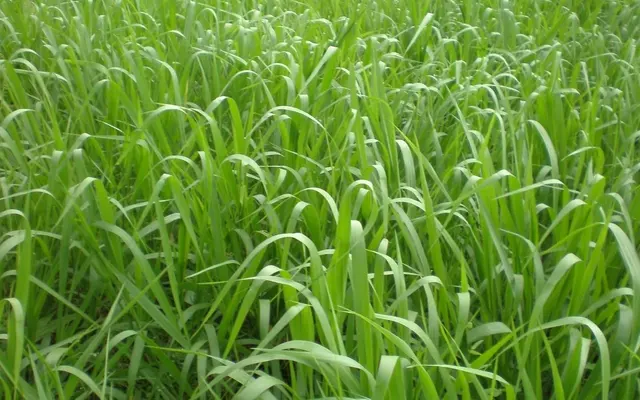 Capim Basilisk Brachiaria decumbens