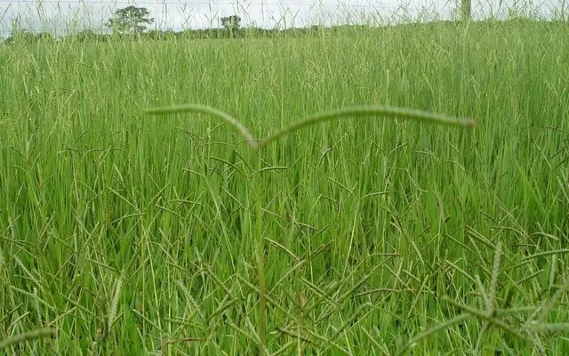 Capim Dictyoneura Brachiaria humidícola