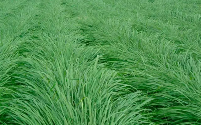 Capim Massai Panicum maximum para sementes de pastagem