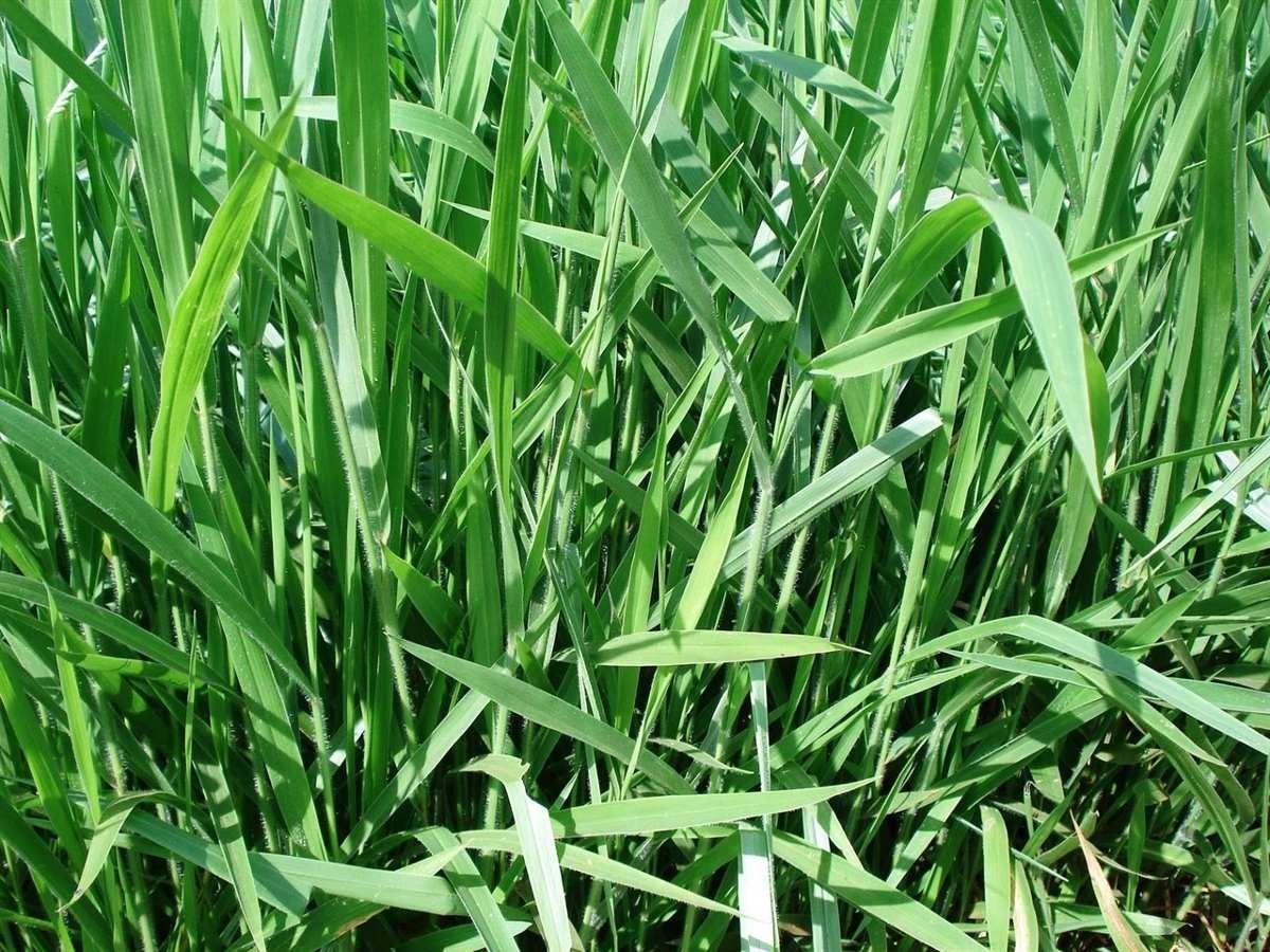 Brachiaria brizantha Braquiarão