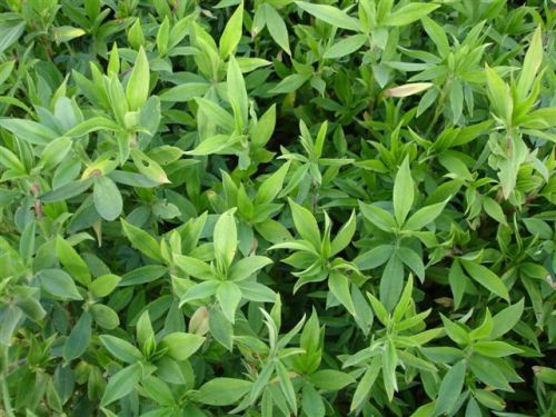 Estilosantes Campo Grande