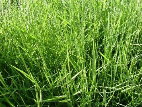 Humidícola (Brachiaria humidícola)