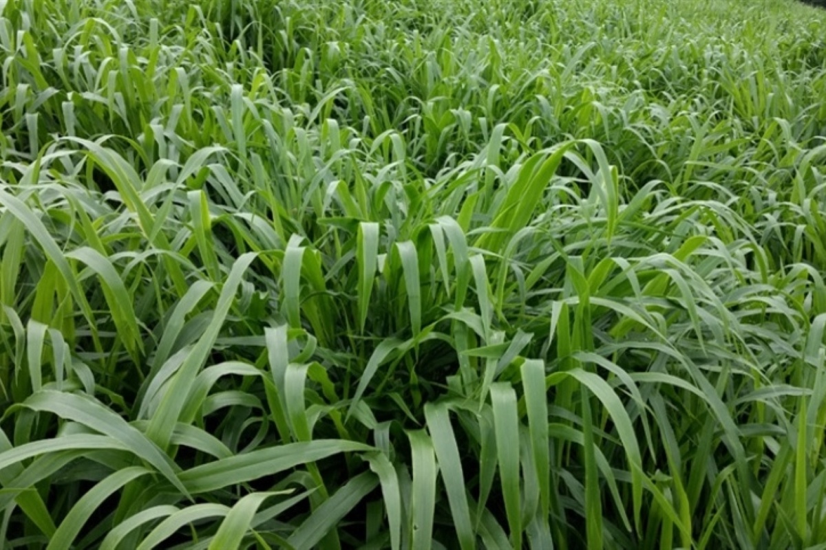 Ruziziensis (Brachiaria ruziziensis)